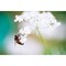 Working Bee Atop Cilantro (Coriander) Blossoms product 1